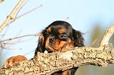 CAVALIER KING CHARLES 733